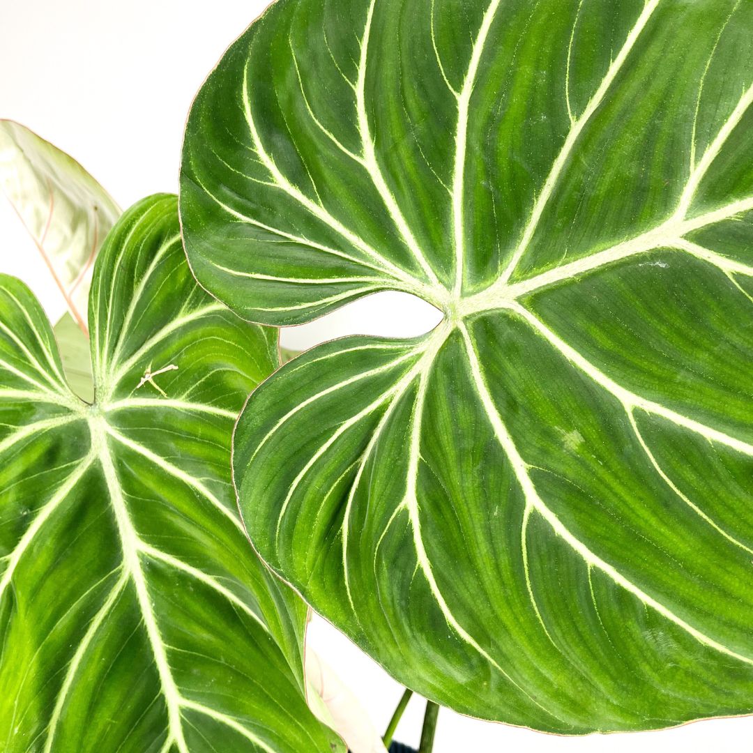 Philodendron Gloriosum Zebra