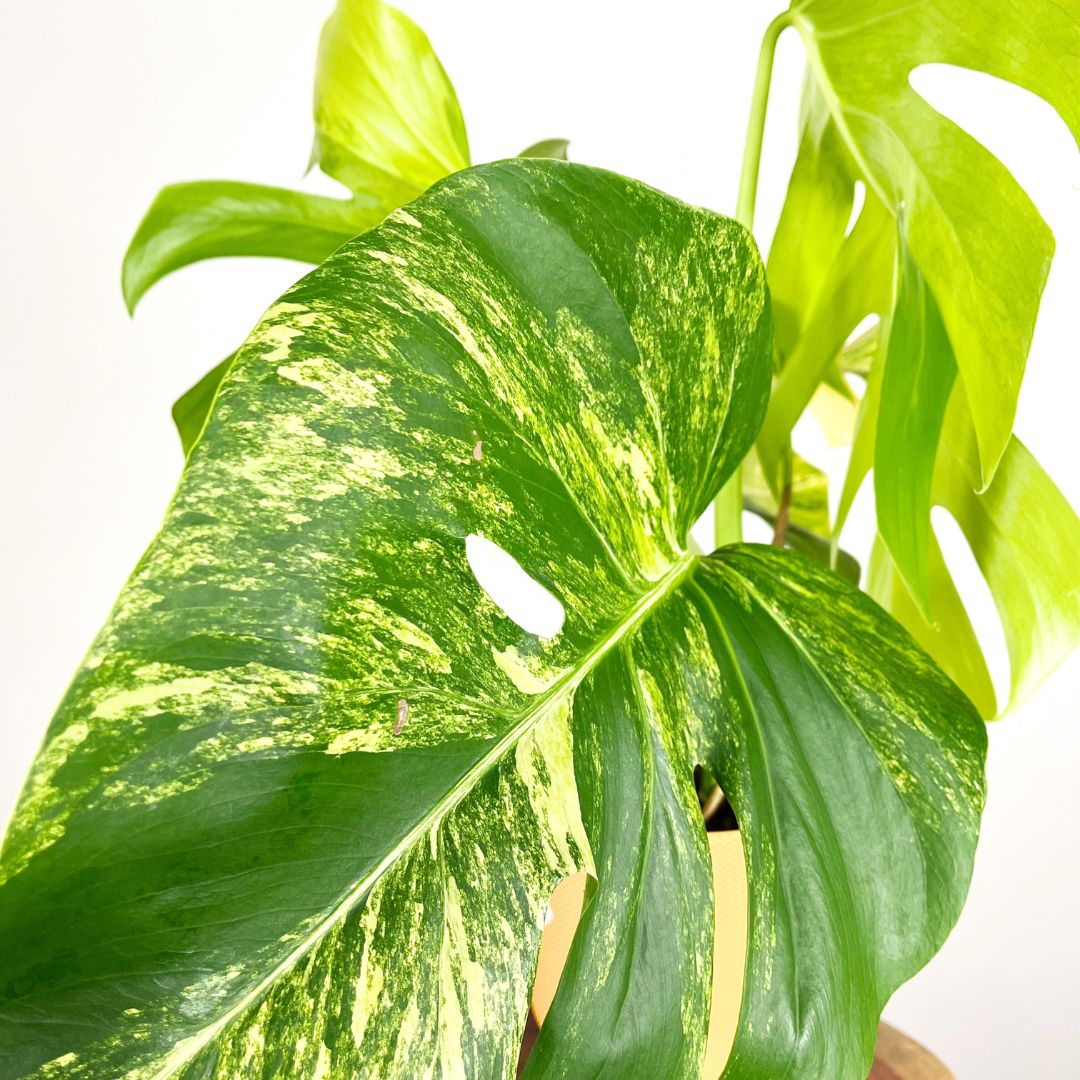 Monstera Aurea