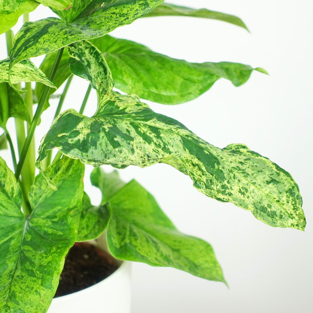 Syngonium Podophyllum Mottled