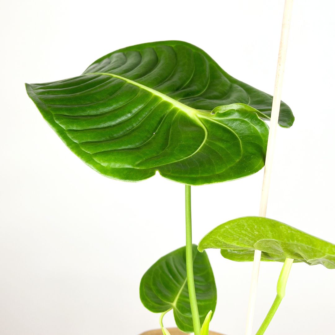 Anthurium Veitchii