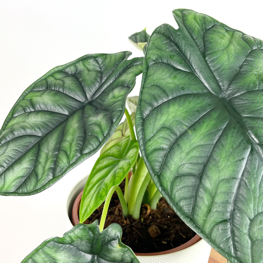 Alocasia Dragon Scale