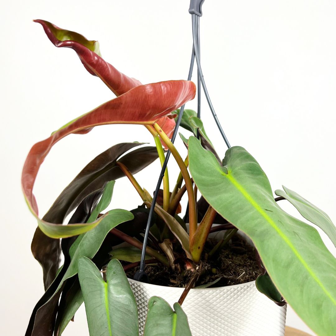 Philodendron Atabapoense