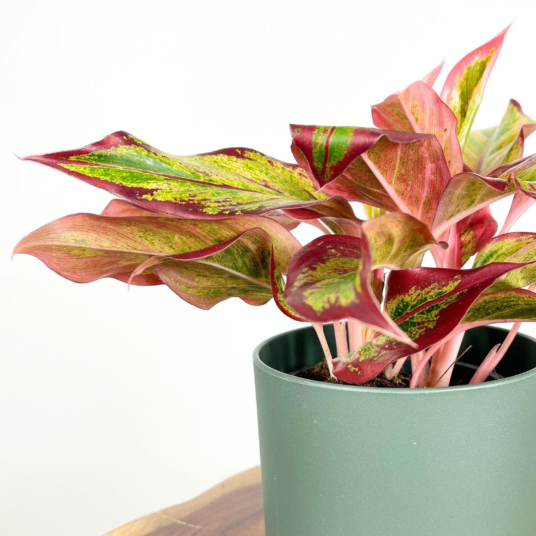 Aglaonema Red Fire