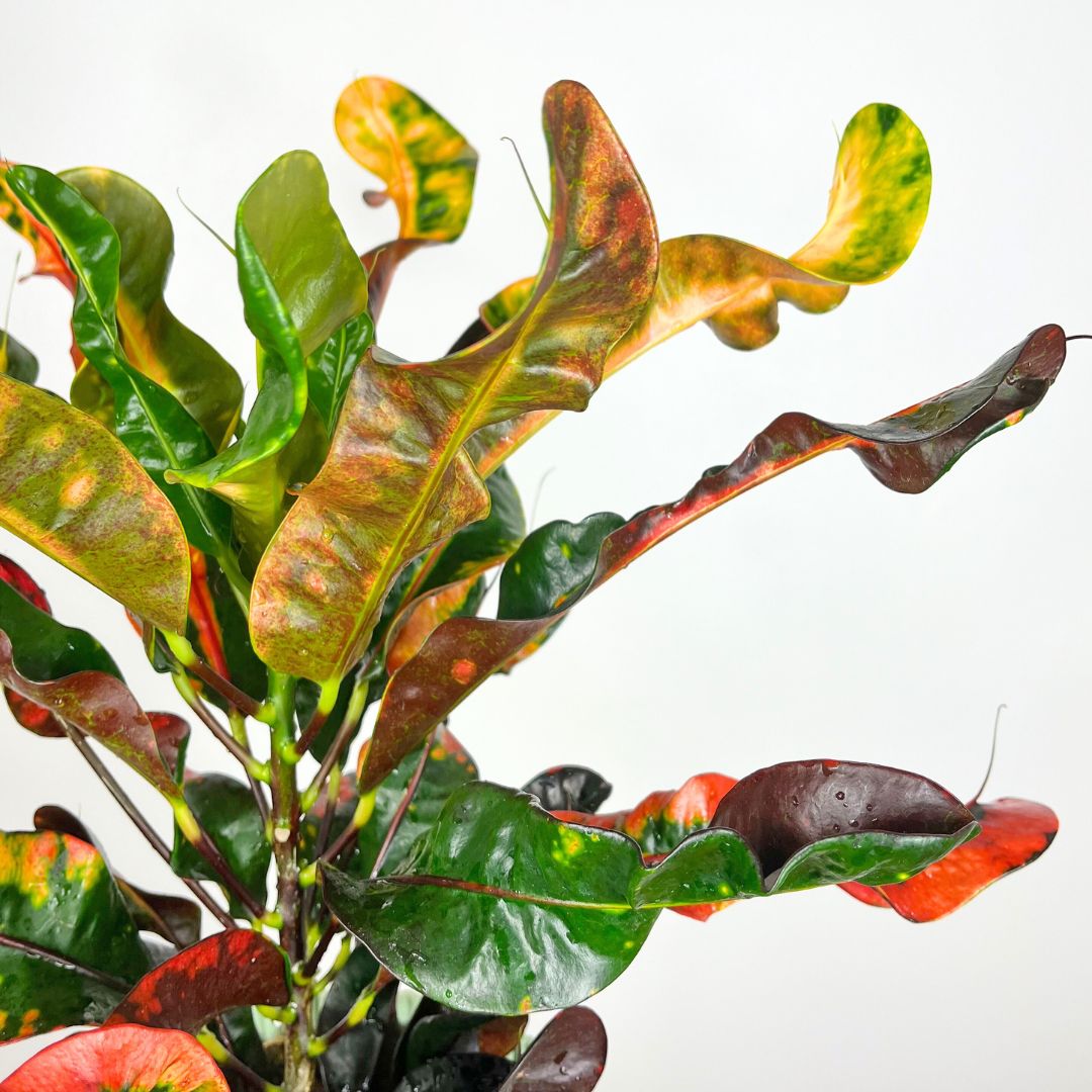 Croton Mammi | 18cm