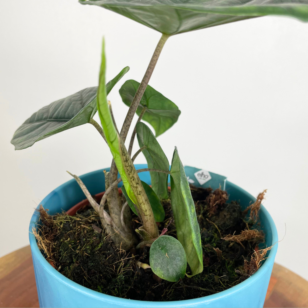 Alocasia Scalprum