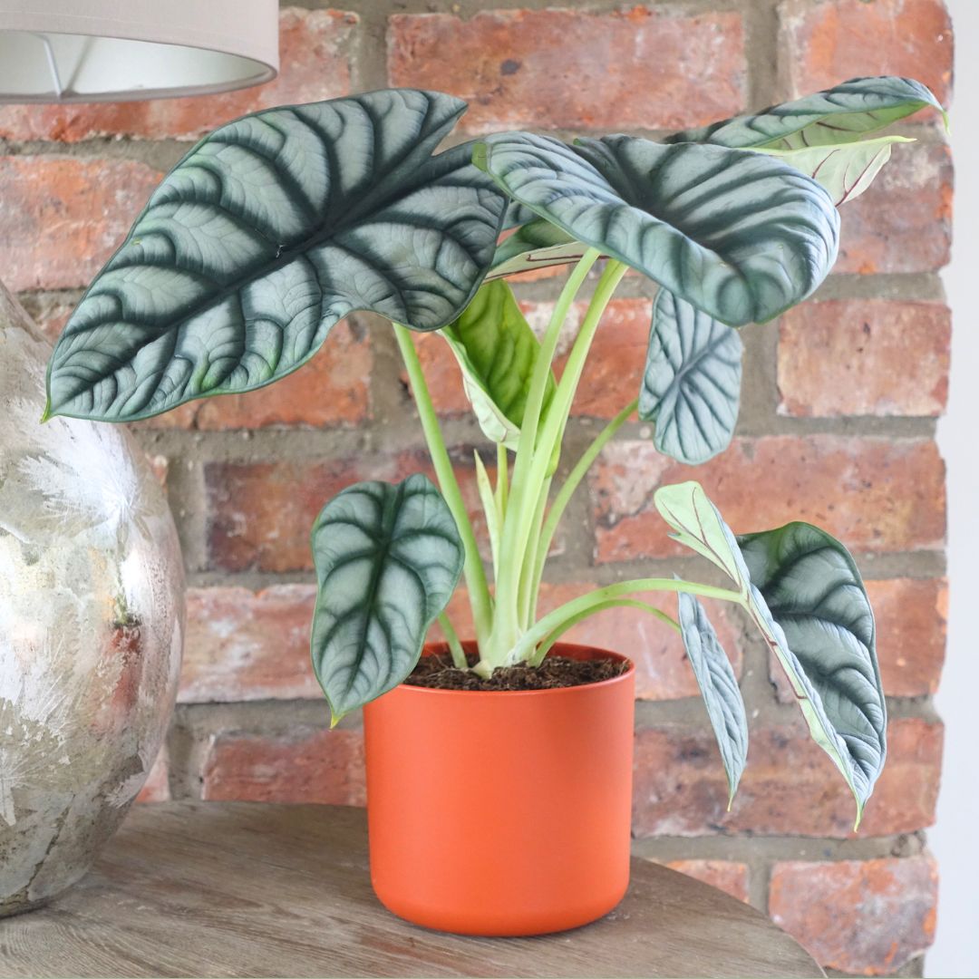 Alocasia Silver Dragon