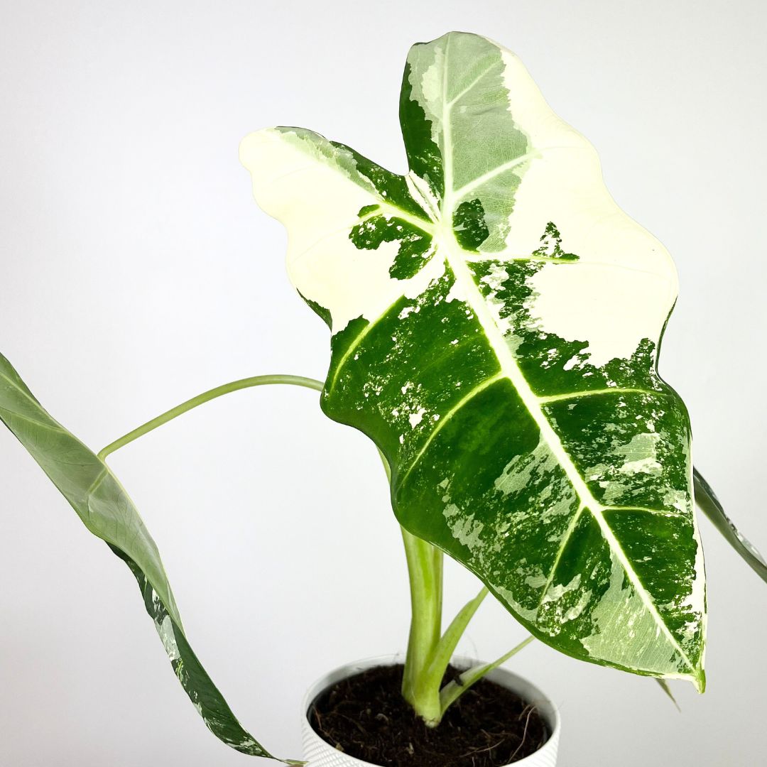 Alocasia Frydek Variegated | 16cm