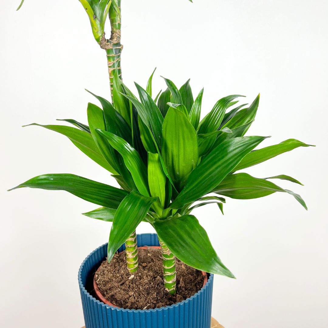 Dracaena Green Jewel