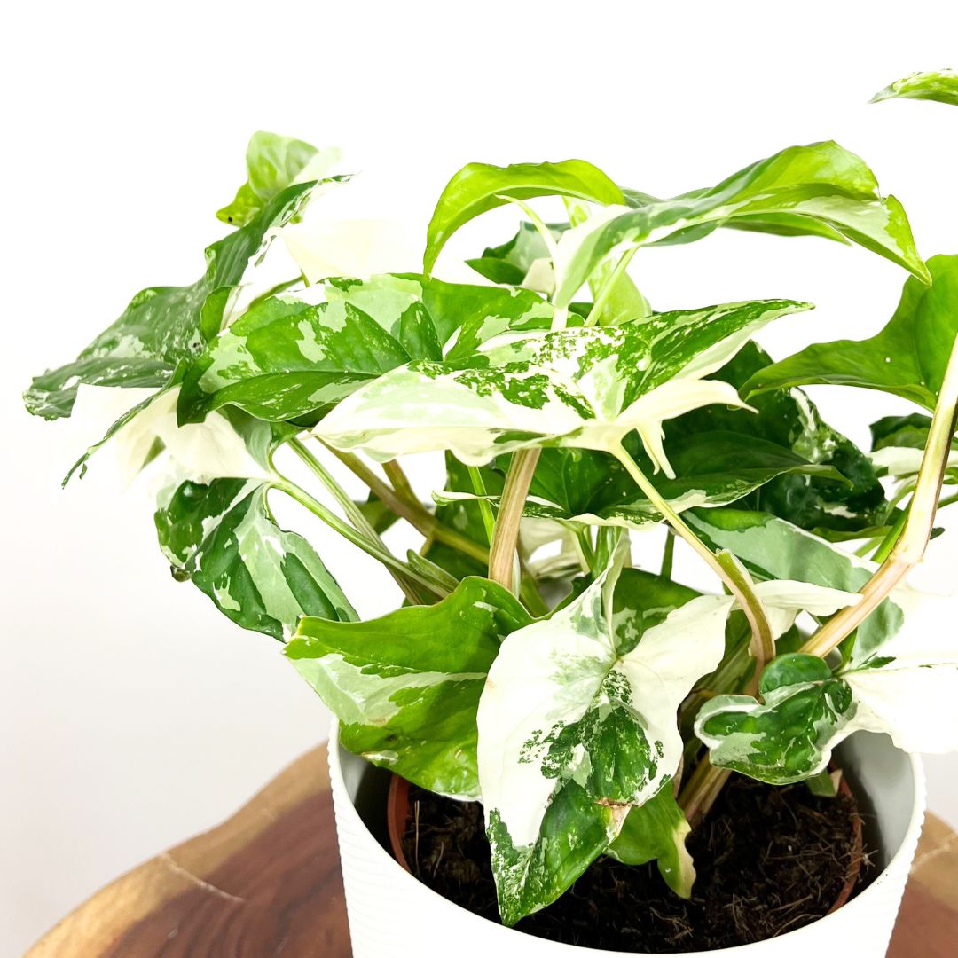 Syngonium Albo