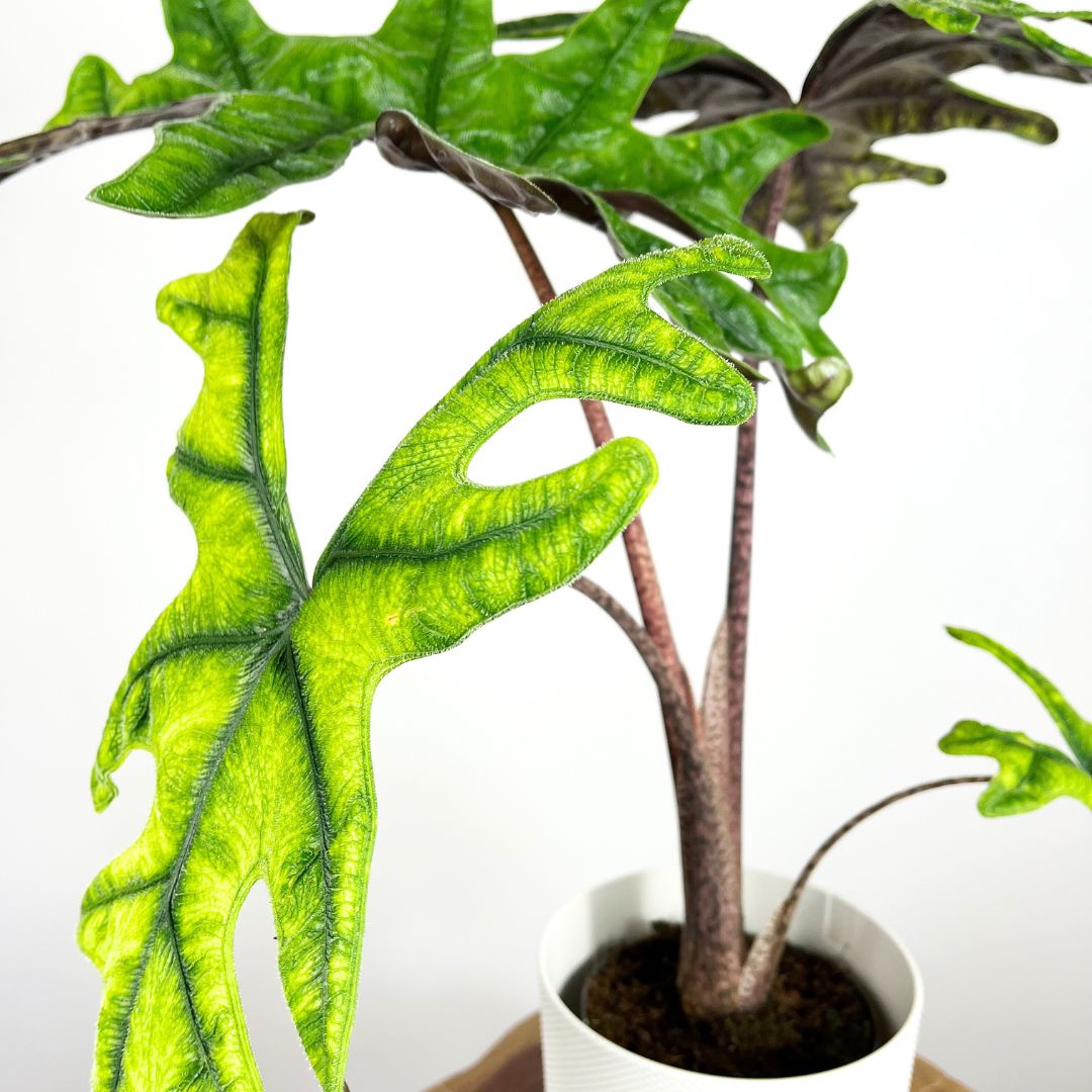 Alocasia Jacklyn | 16cm