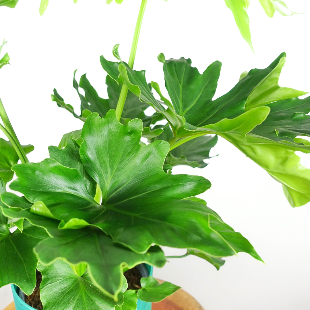 Philodendron Hope