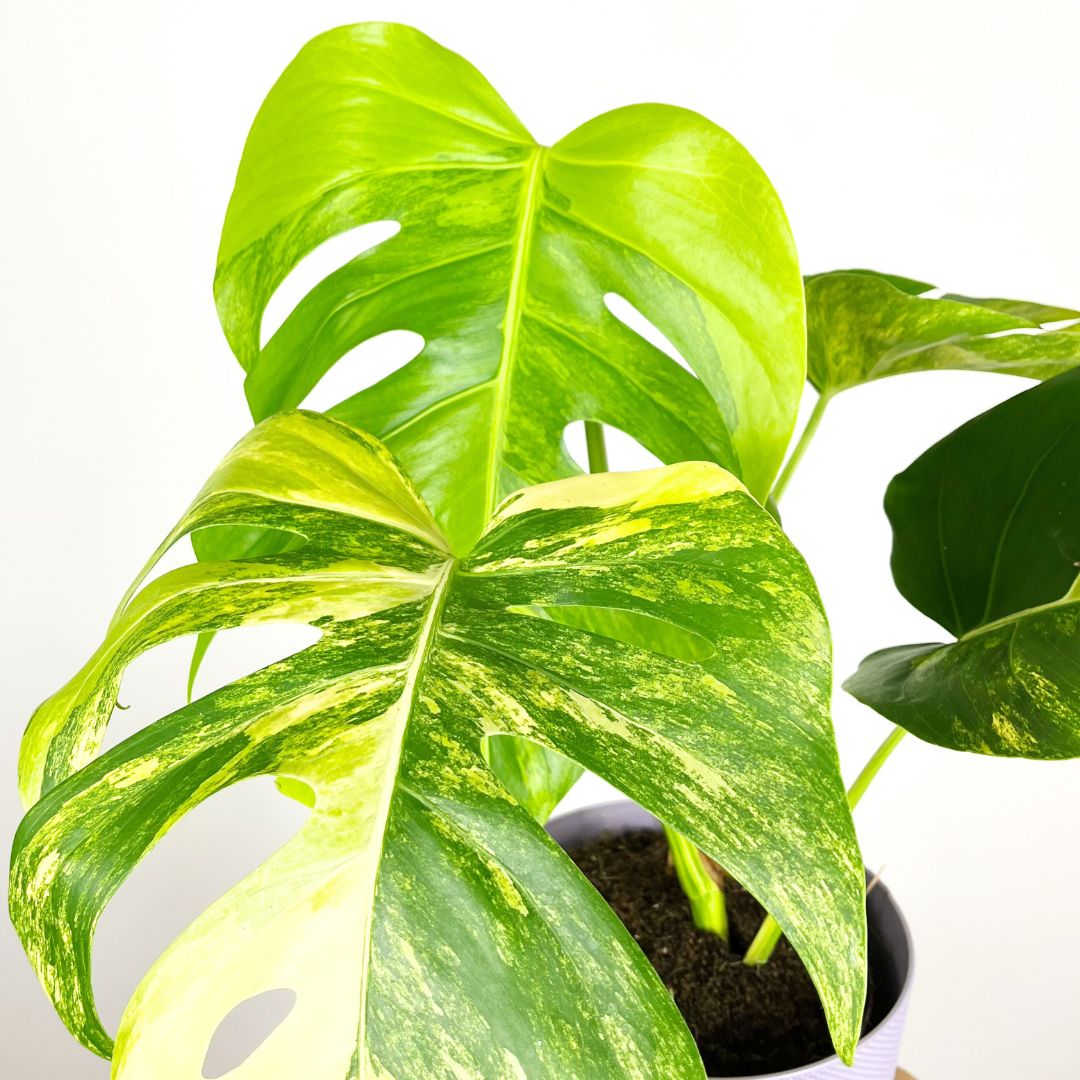 Monstera Aurea