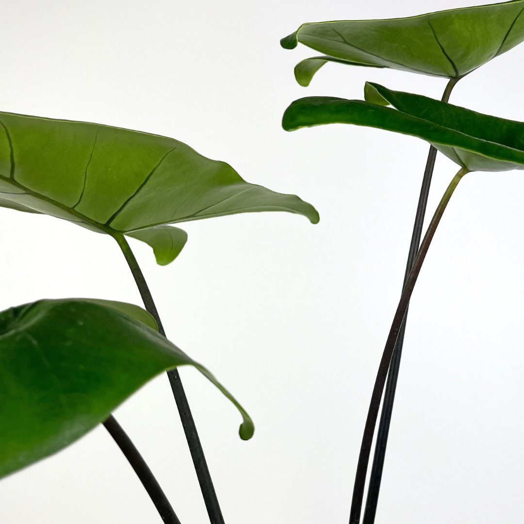 Alocasia Black Zebrina