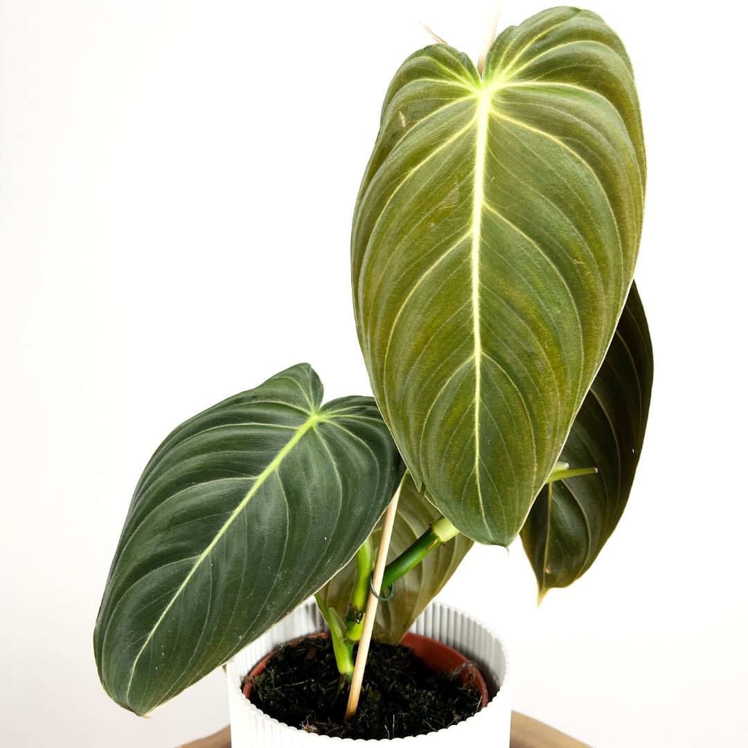 Anthurium Melanochrysum