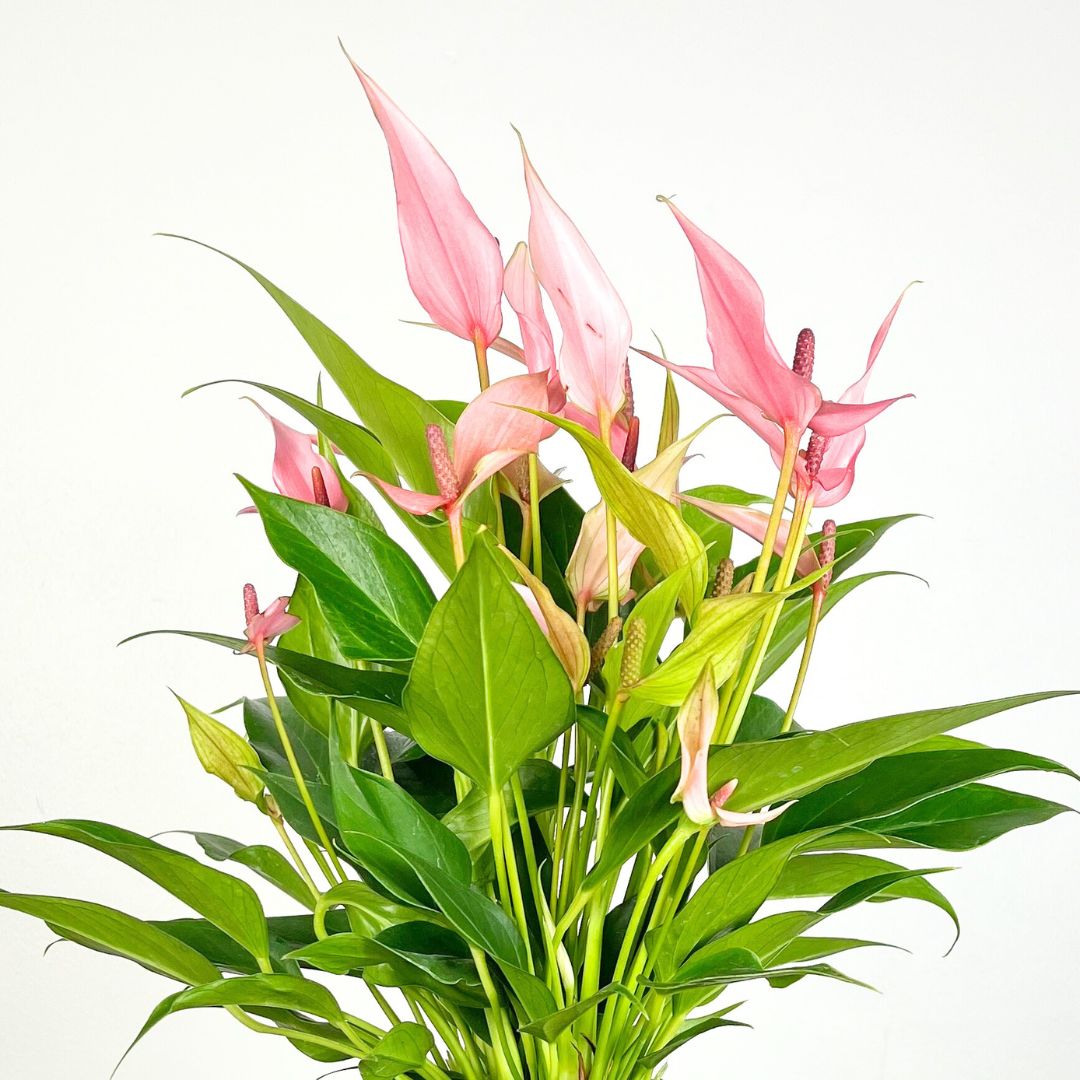 Anthurium Lilli Pink