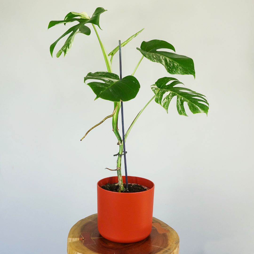 Variegated Monstera