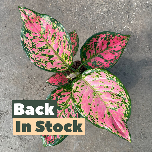 Aglaonema Red Star