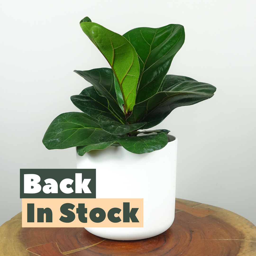 Fiddle Leaf Fig