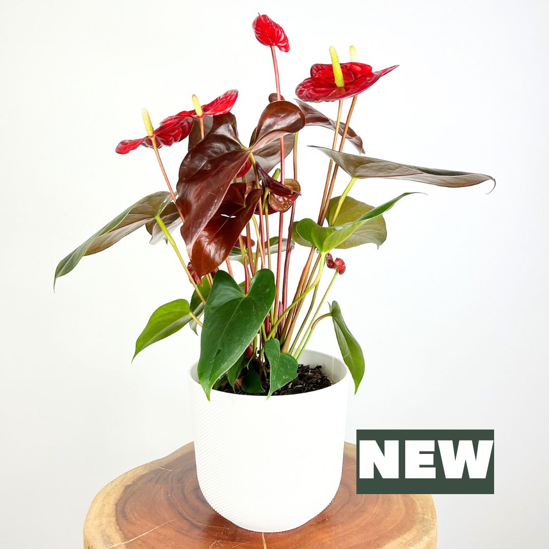 Anthurium Coral Champion