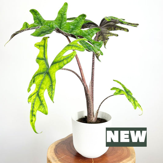 Alocasia Jacklyn | 16cm