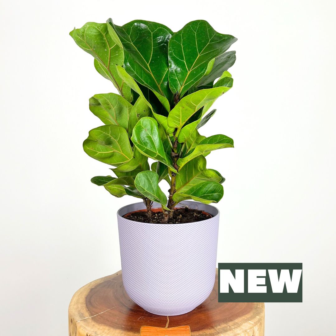 Fiddle Leaf Fig | 18cm