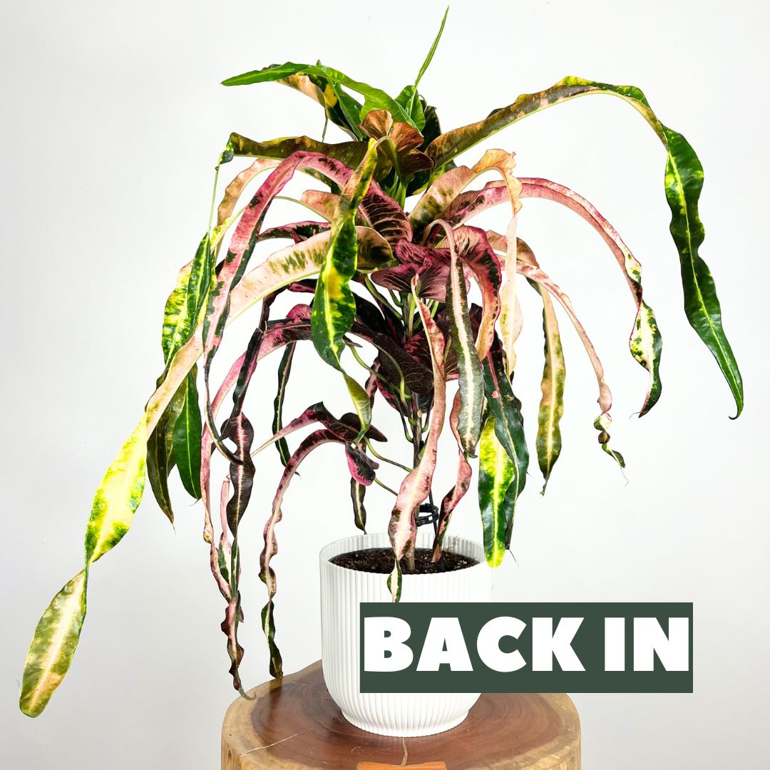 Croton 'Dreadlock'