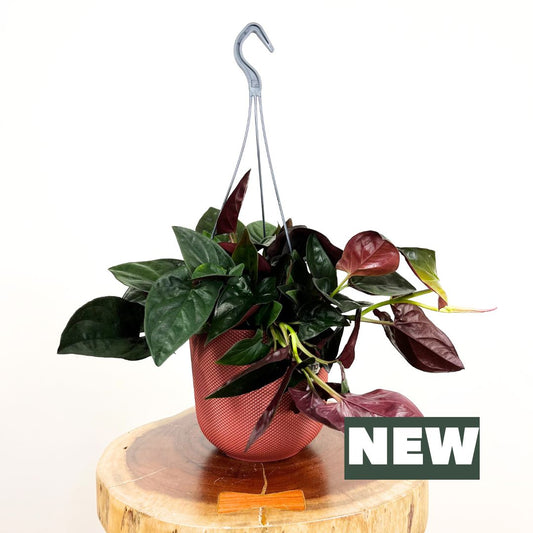 Syngonium Red Arrow