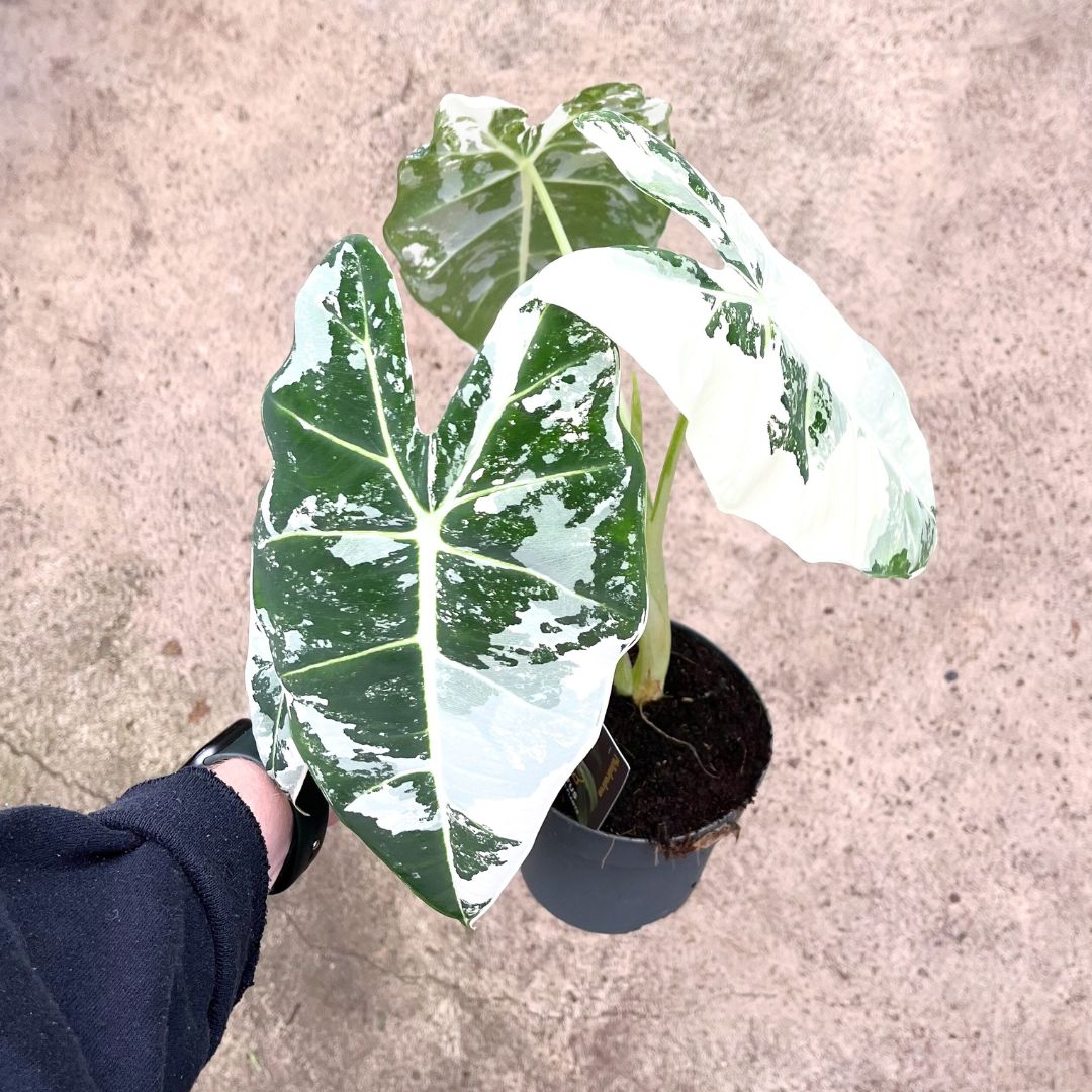 Alocasia Frydek Variegated | 16cm