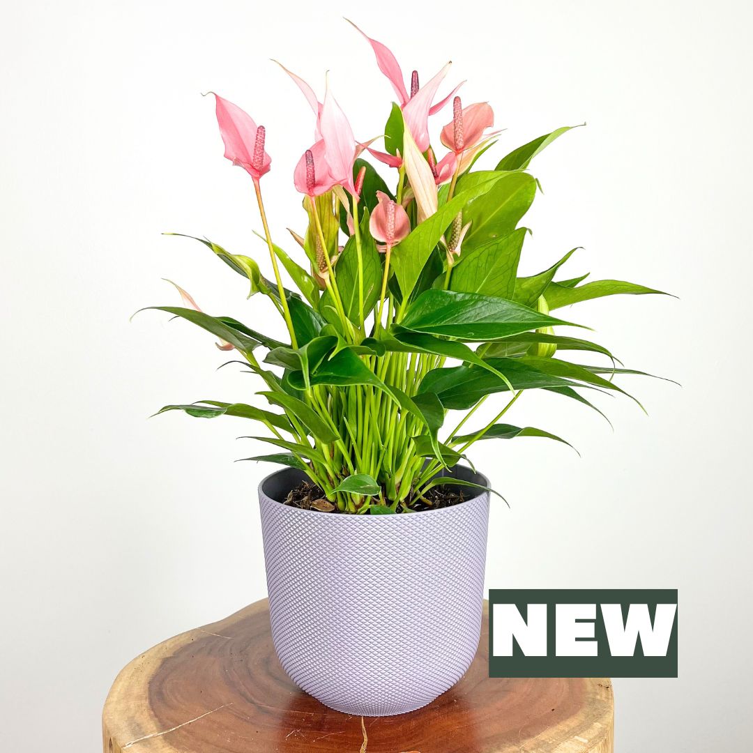 Anthurium Lilli Pink