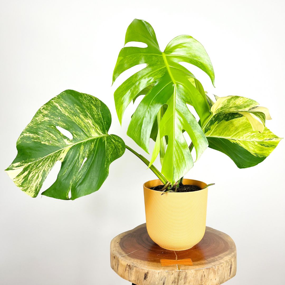 Monstera Aurea