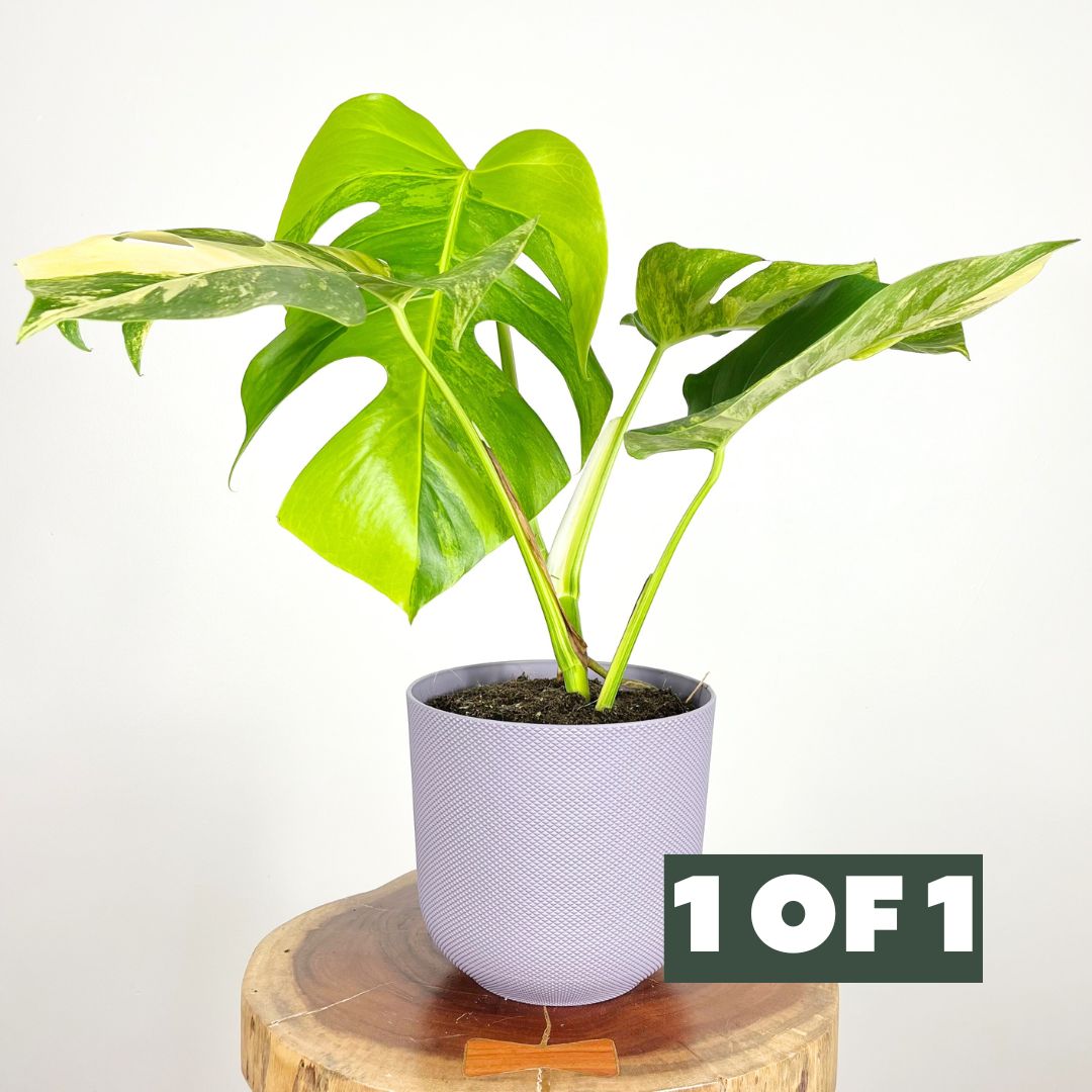 Monstera Aurea