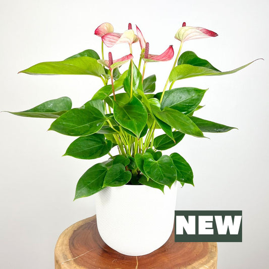 Anthurium Mystique Pink