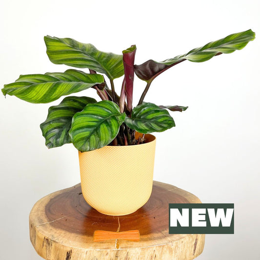 Calathea Fasciata