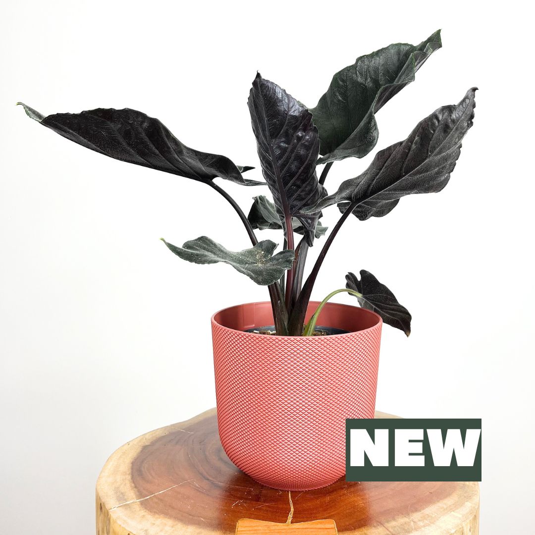 Alocasia Antoro Velvet