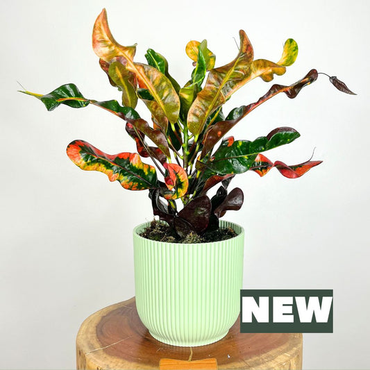 Croton Mammi | 18cm