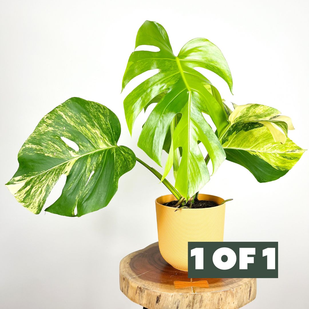 Monstera Aurea