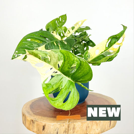 Monstera Monkey Mask Variegated