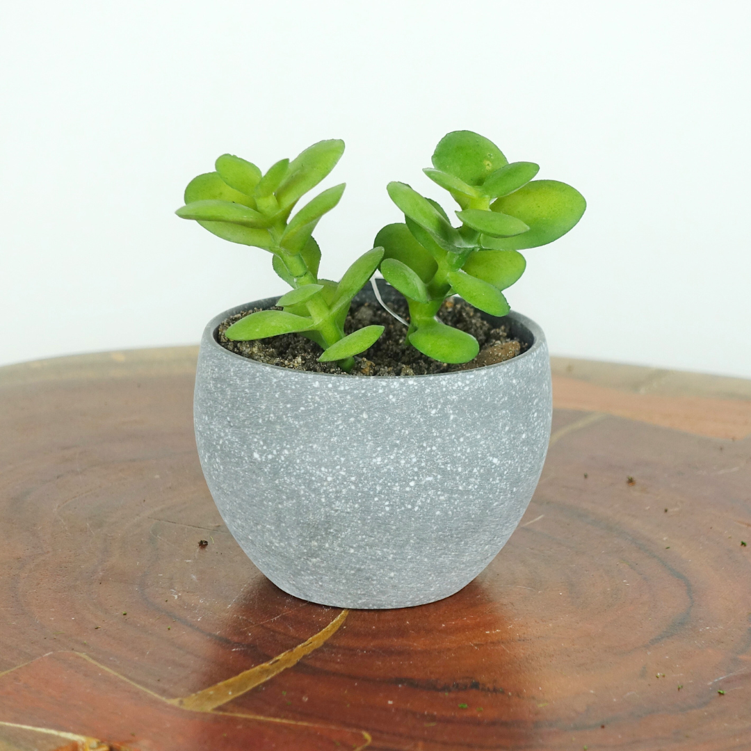 Artificial Mini Crassula