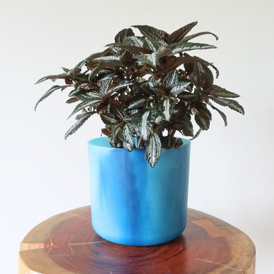 Pilea Silver Tree