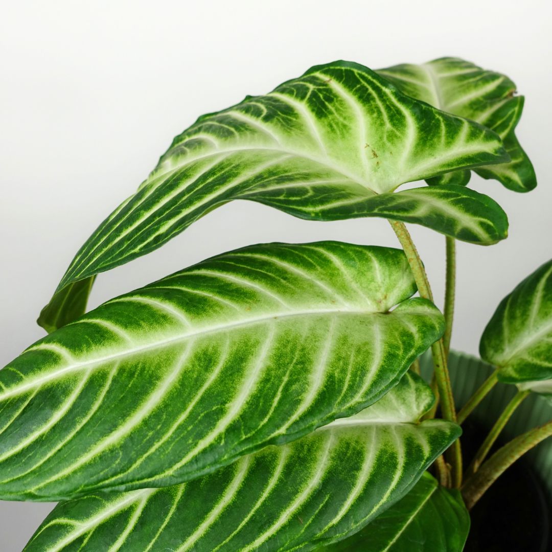 Caladium Lindenii