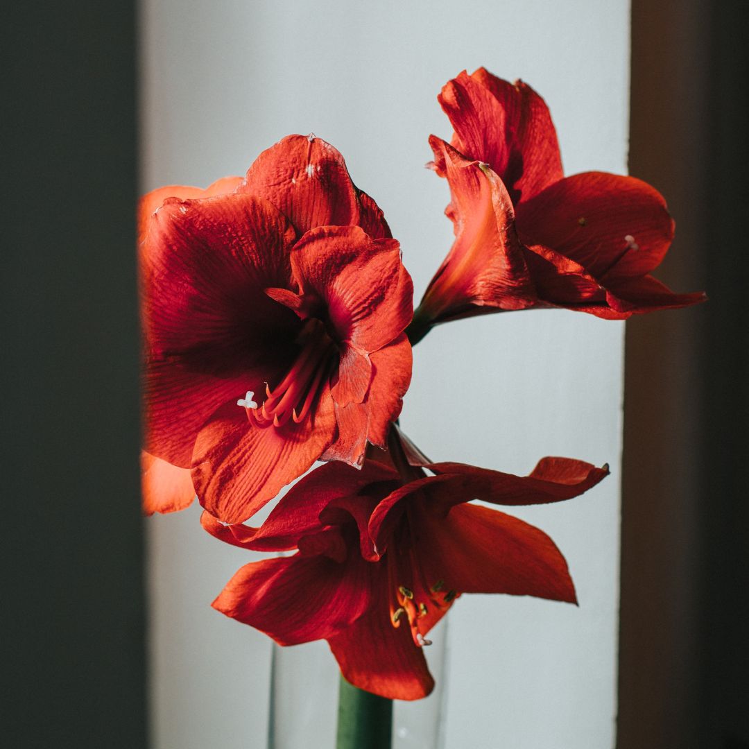 Valentine's Amaryllis Waxed Bulb