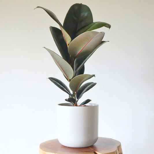 Ficus Elastica 