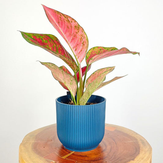 Aglaonema Coral Red