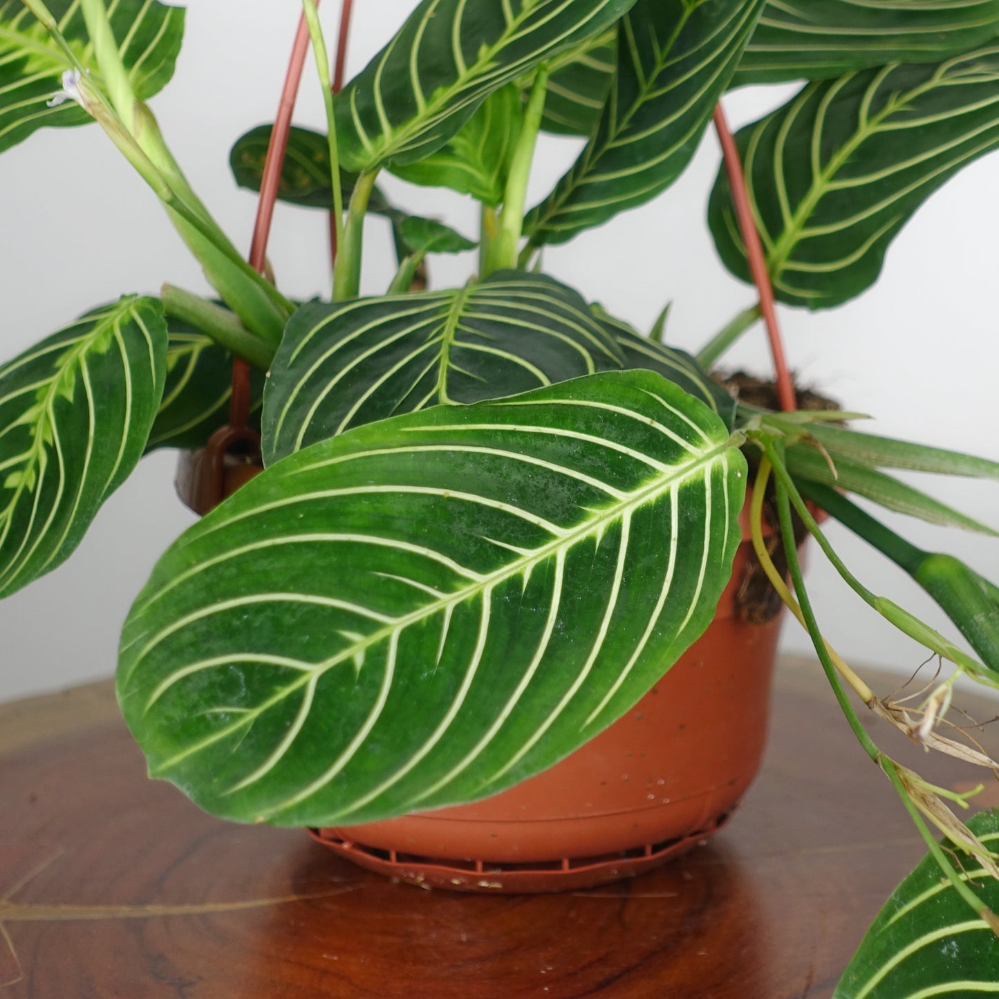 Hanging Prayer Plant