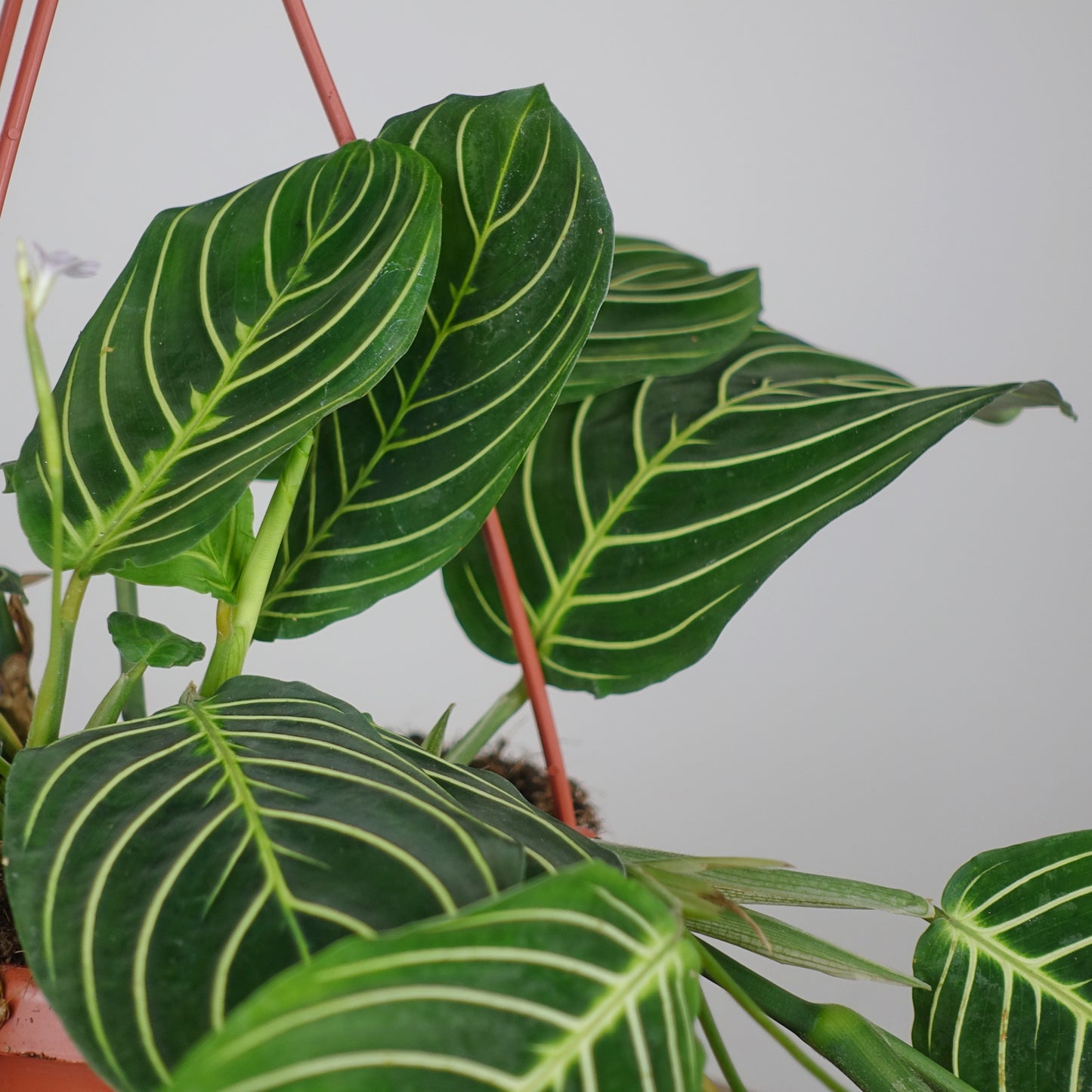 Hanging Prayer Plant