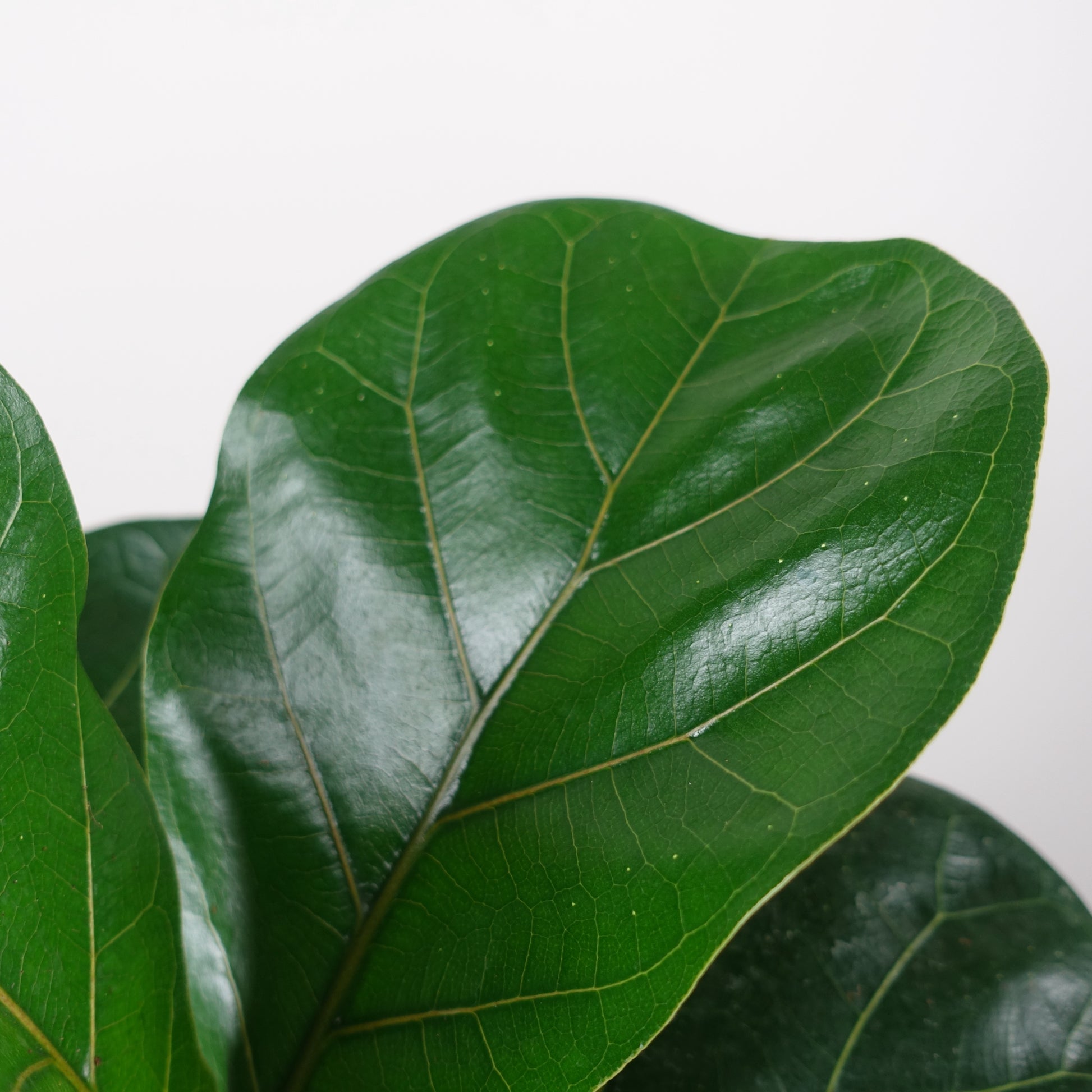 Fiddle Leaf Fig