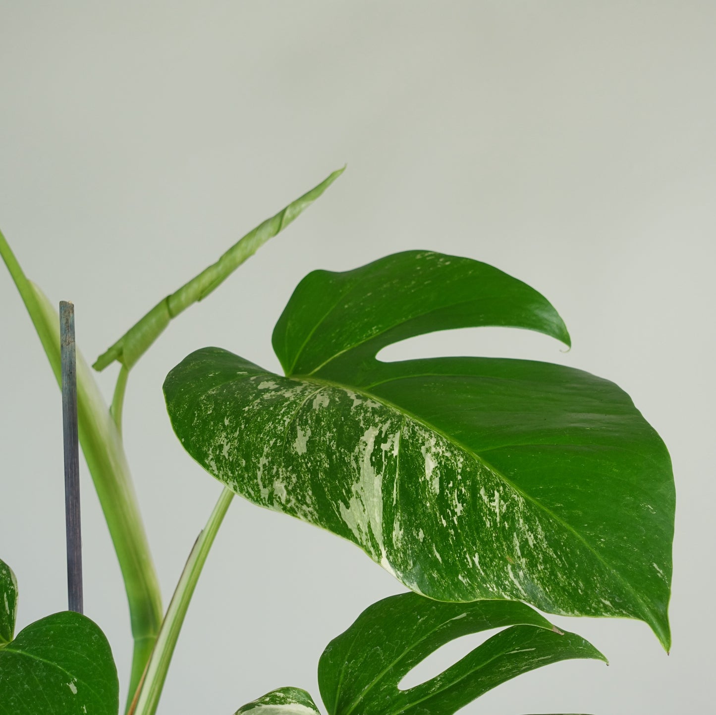 Variegated Monstera