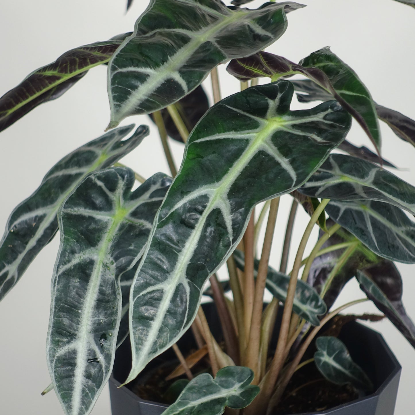 Alocasia Polly Bambino