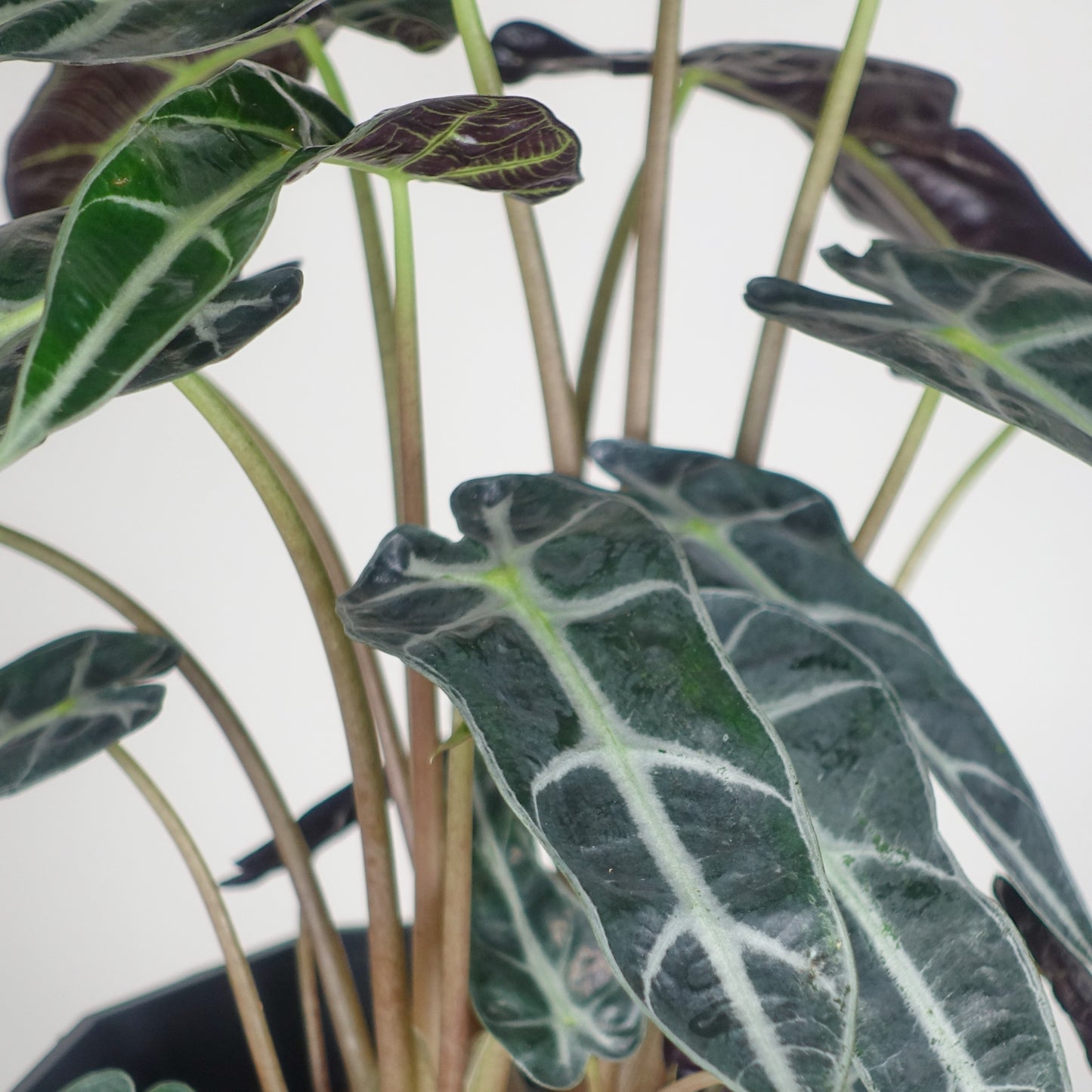 Alocasia Polly Bambino