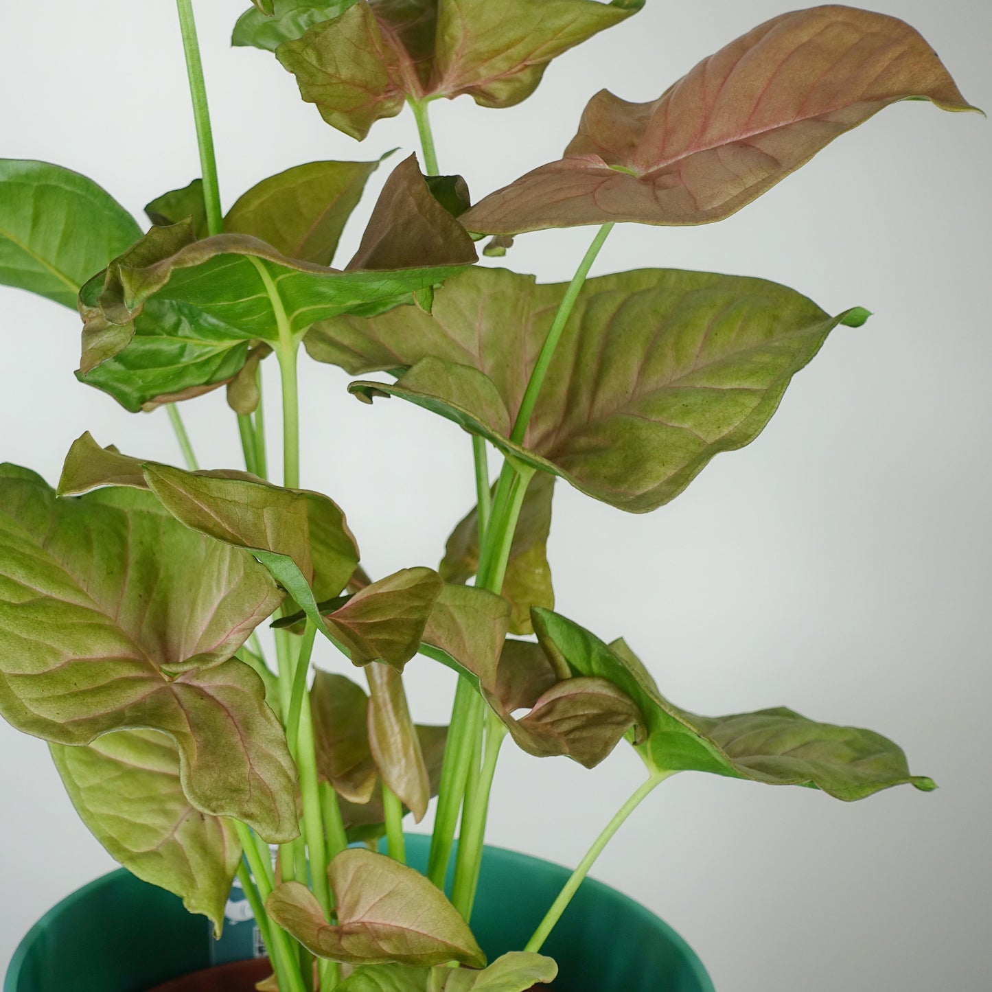 Syngonium Pink Delight